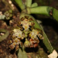 Gastrochilus acaulis (Lindl.) Kuntze